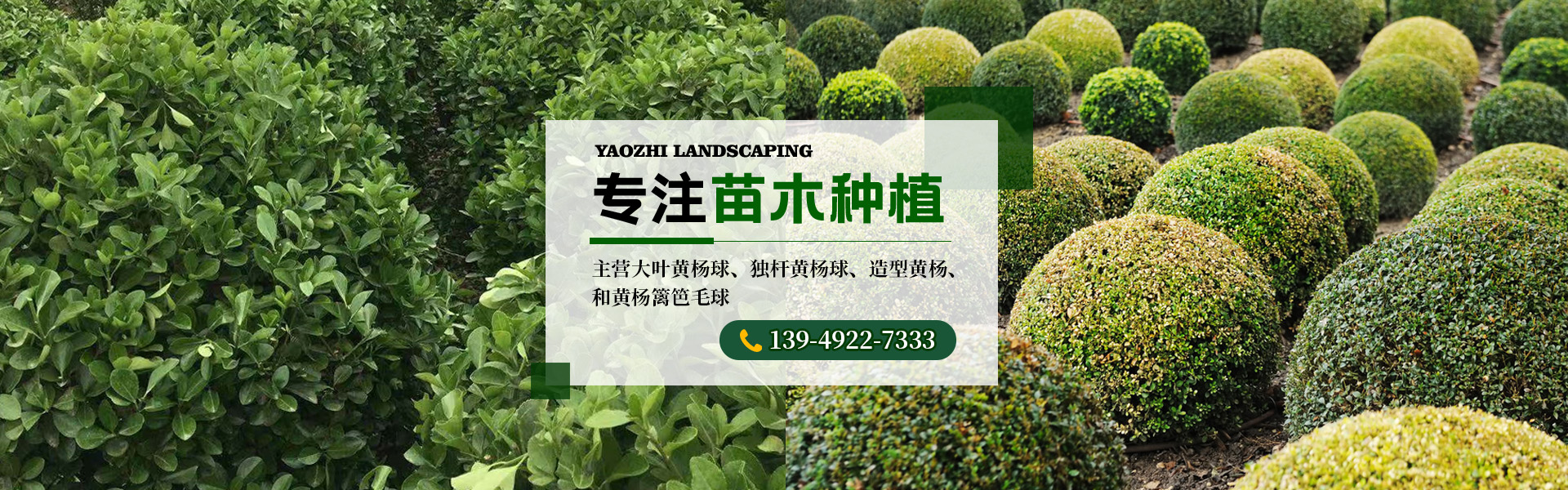 洛陽(yáng)耀智園林綠化工程有限公司